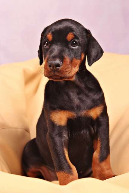 Dobermann Welpe