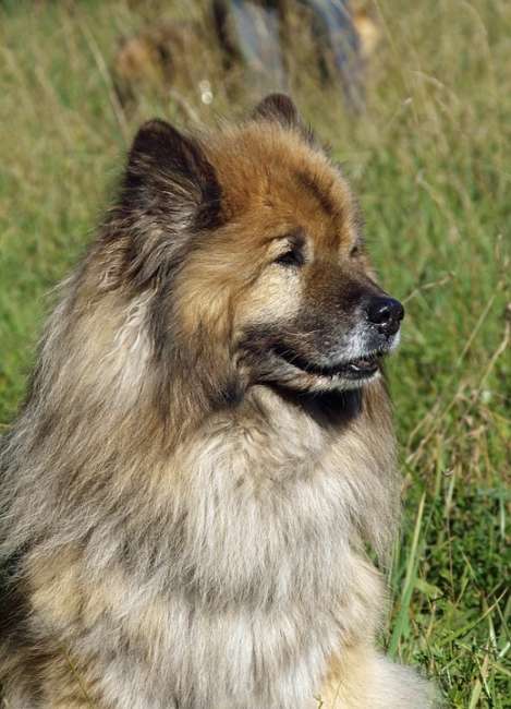 Eurasier