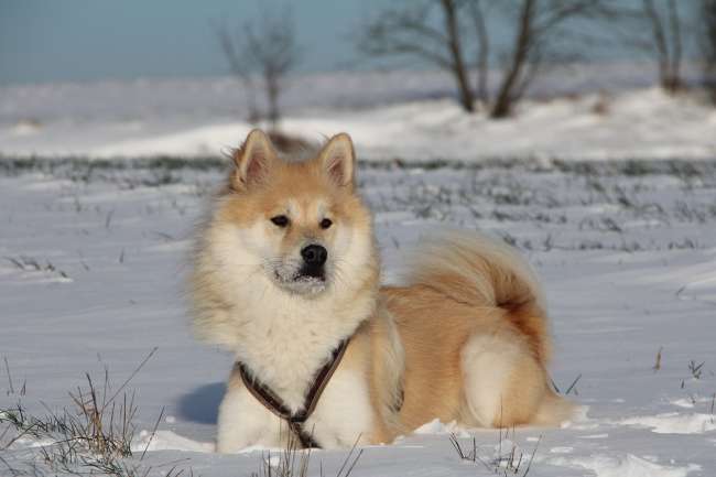 Eurasier im Schnee