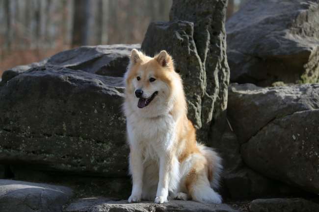 Weiß-Hellbrauner Eurasier