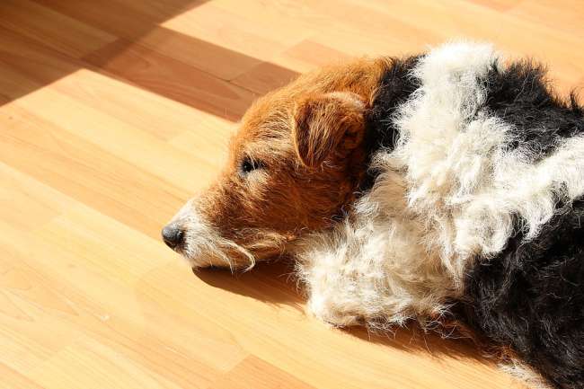 Drahthaariger Foxterrier