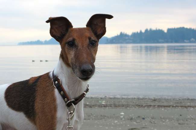 Kurzhaariger Foxterrier