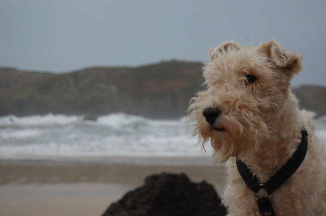 Foxterrier am Strand