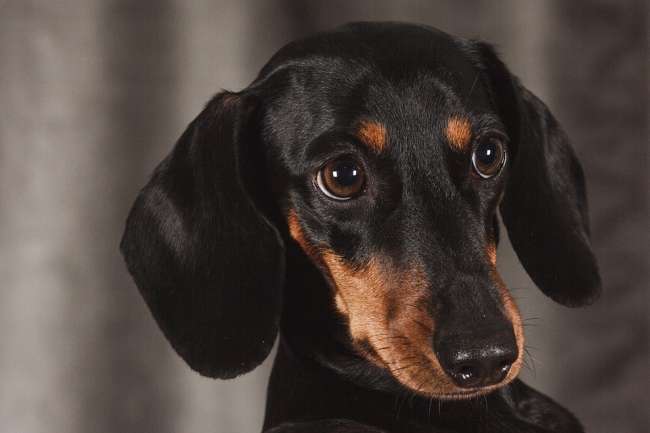 Glatthaariger Dackel (Dachshund)