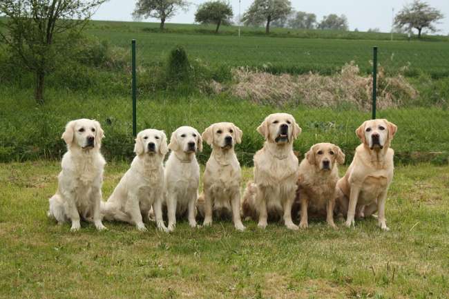 Golden Retriever