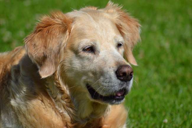 Golden Retriever Portrait