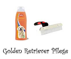 Golden Retriever Pflege