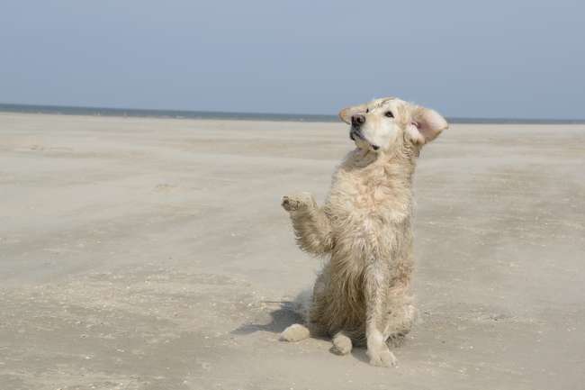 Golden Retriever am Strand