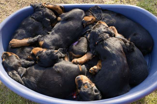 Gordon Setter Welpen