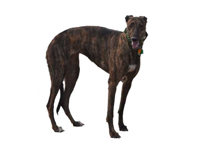 Greyhound / Windhund