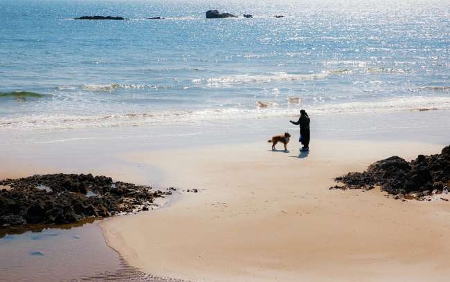 Hund am Strand in Spanien