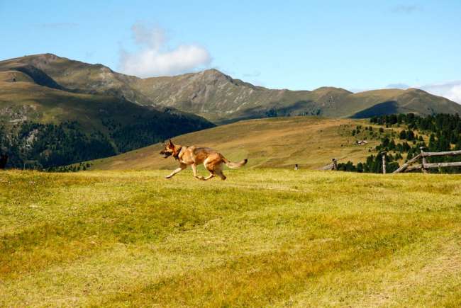 Hund in den Dolomiten