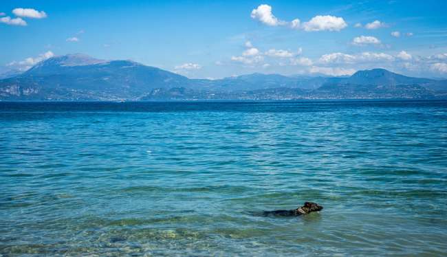 Schwimmender Hund im Gardasee