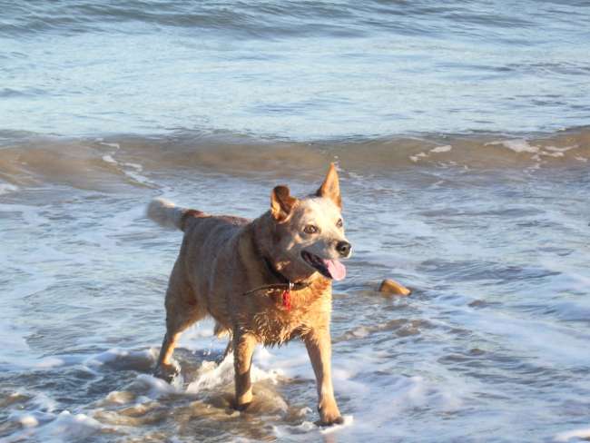 Urlaub mit Hund an der Dänischen Küste