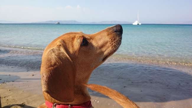 Hund an der Meeresküste, Spanien