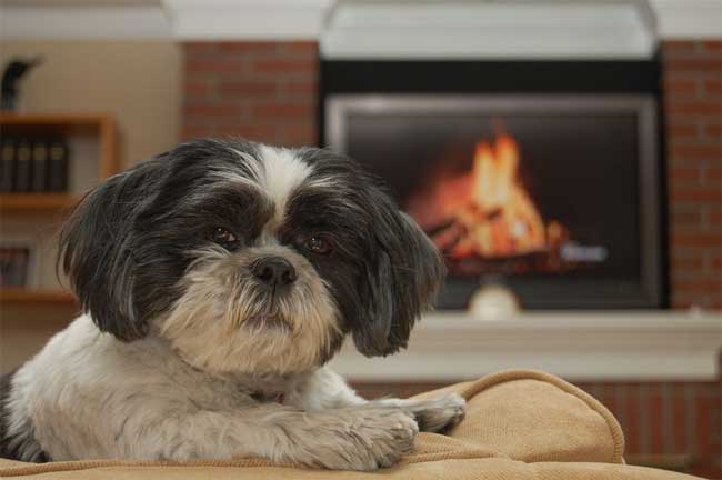 Shih Tzu auf Sofa