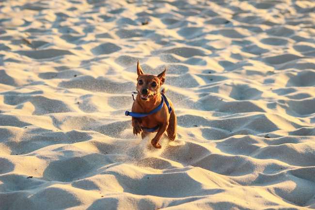 Hund am Strand in Frankreich