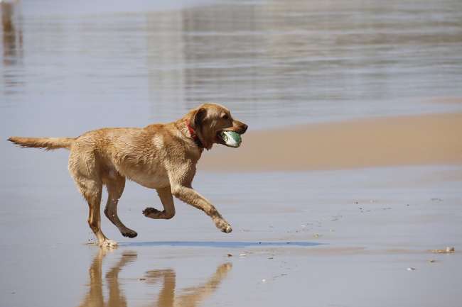 Am Strand spielender Hund