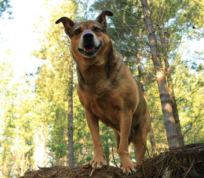 Ausflug mit Hund in der Naturlandschaft Tschechiens