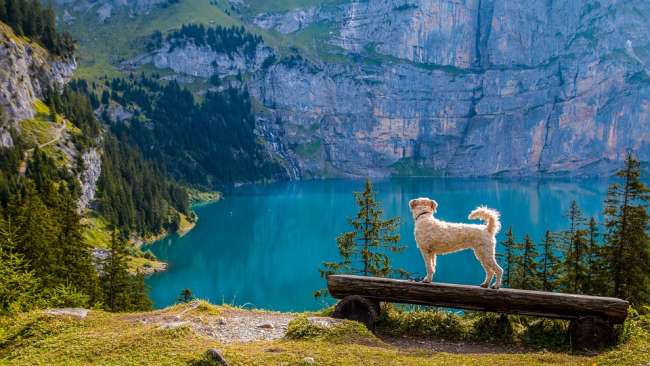 Wanderurlaub mit Hund in der Schweizer Bergen