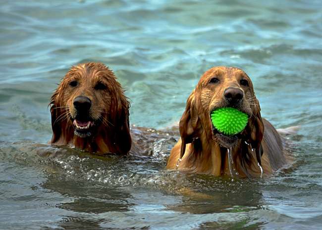 Glückliche Hunde im Kroatien Urlaub