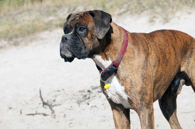 Deutscher Boxer am Strand