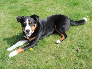 Appenzeller Sennenhund