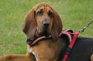 Bloodhound - Bluthund