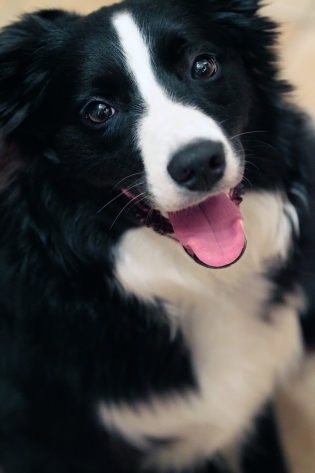 Border Collie