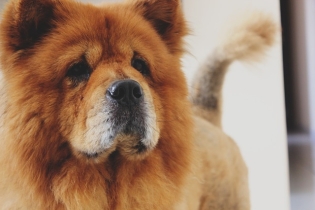 Chow-Chow