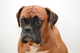 Deutscher Boxer