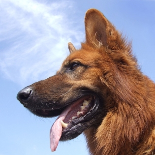 Deutscher Schäferhund, langhaarig