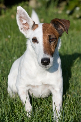 Foxterrier