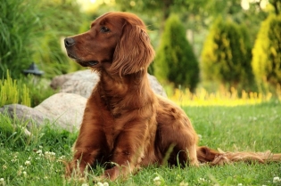 Irish Setter Hunde Wesen Temperament Erziehung Pflege
