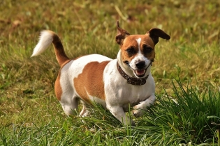 Jack-Russell-Terrier