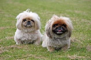 Pekinese