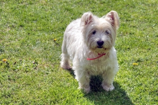 West-Highland-White-Terrier