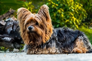 Yorkshire Terrier