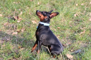 Zwergpinscher