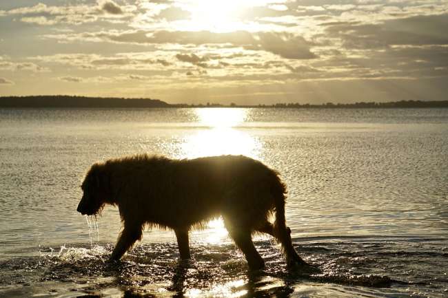 Irish Wolfshound am Strand