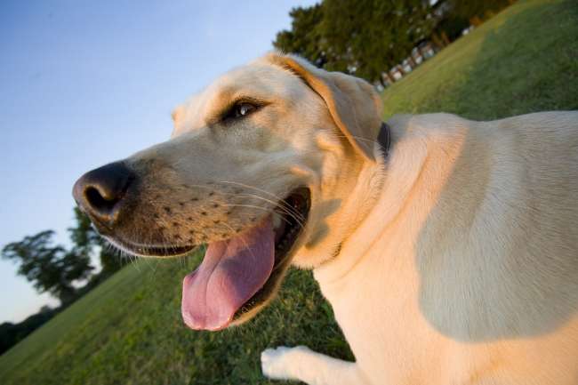 Gelblicher Labrador