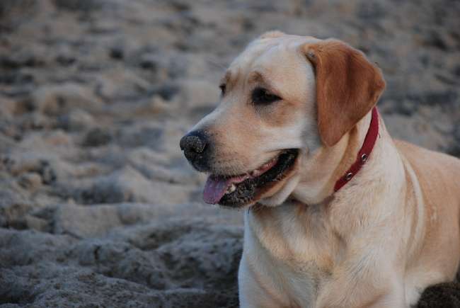 Labrador am Sandstrand