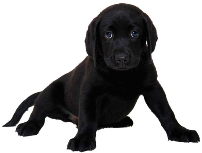 Labrador Welpe