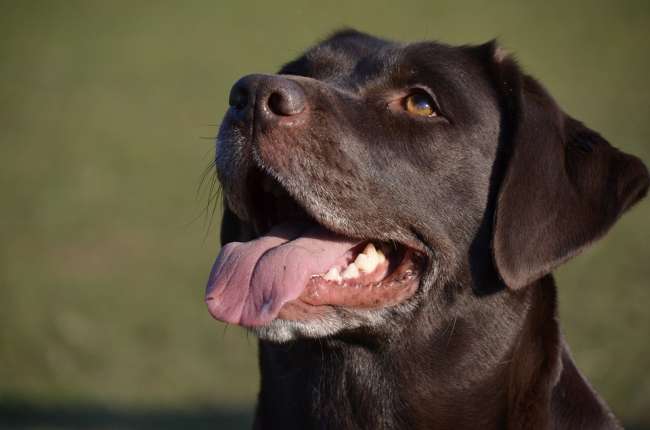 Zufriedener Labrador