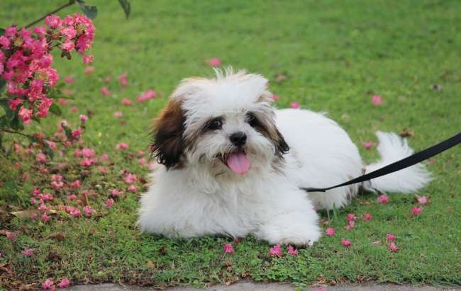 Lhasa Apso Welpe