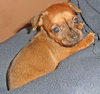 Zwergpinscher Welpe Mia