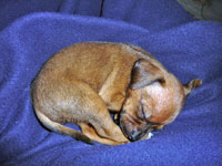 Zwergpinscher-Welpe