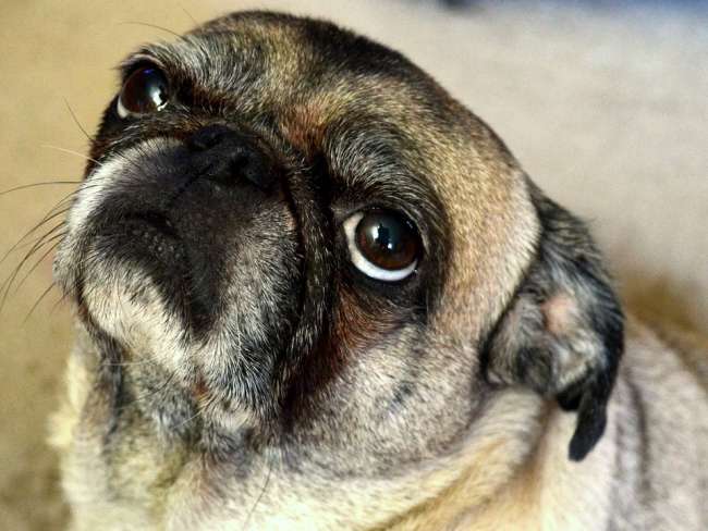 Mops Gesicht