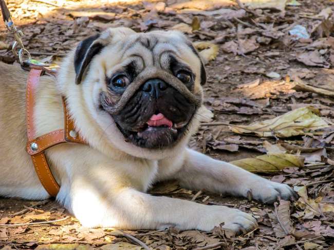 Mops mit Hundegeschirr im Wald