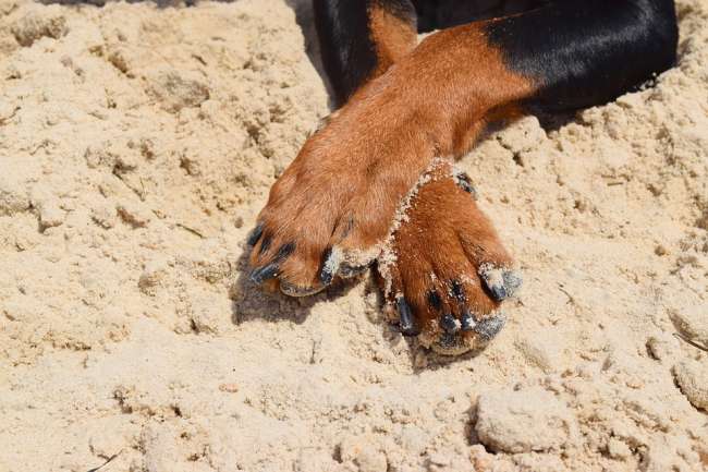 Pfoten eines Pinscher's